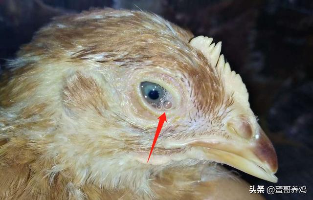 治疗鸡皮肤的五种方法