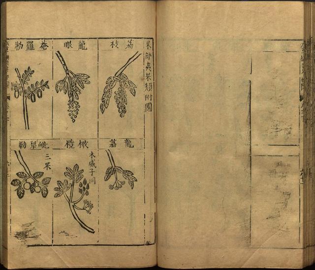 李时珍巨著《本草纲目》插图上卷（1596年刻本）