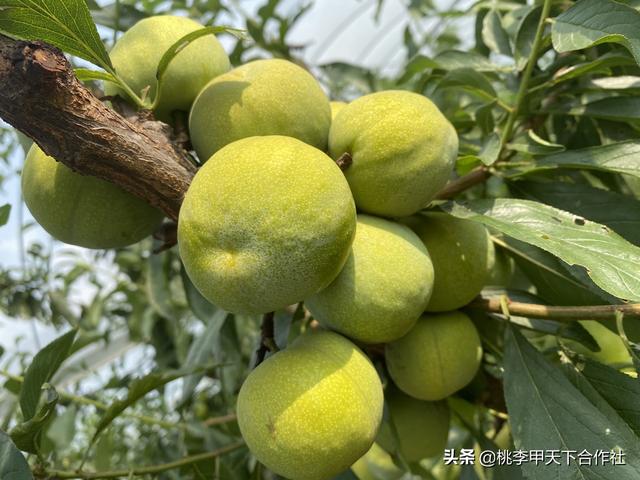 桃李甲天下李树苗基地今日分享：怎样防治李子树的食心虫病