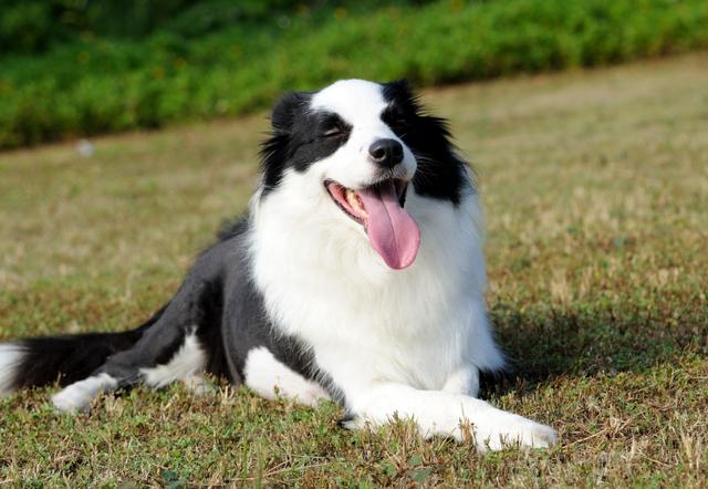 边界牧羊犬