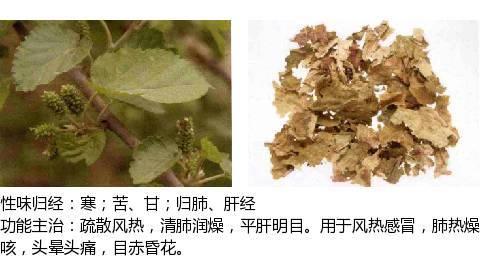 中兽药之辛凉解表药物介绍及用量附解表中兽药的区别