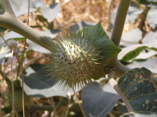 曼陀罗花