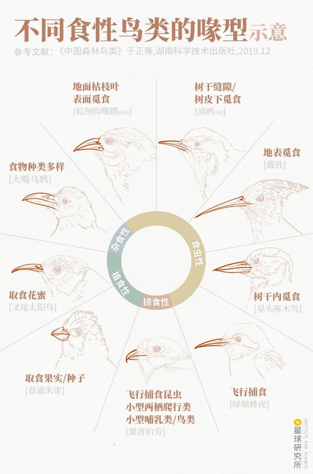 鸟的种类