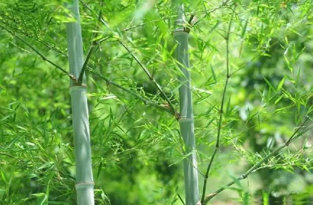 竹子的种类 竹子的种类（竹子的种类及特点） 生活