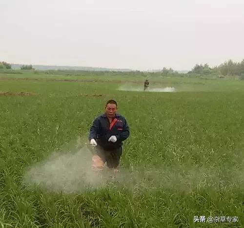 “万能除草剂”百草枯的替代品，每亩省20多元