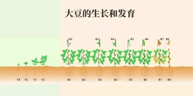 黄豆的生长过程