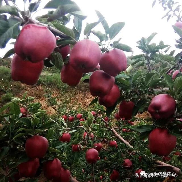 苹果的种类 苹果的种类（苹果的种类大约有多少种） 生活