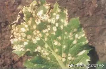 叶菜类蔬菜病害图谱大全19