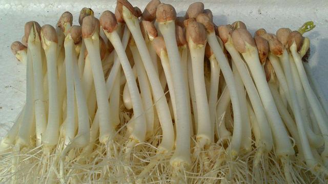 有3种食物发芽后，既不会中毒营养效果还能翻一番，别错过了