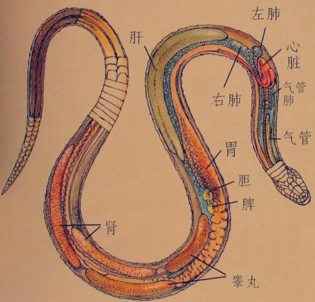 七寸