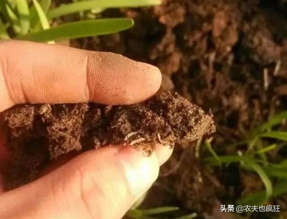 种植的韭菜生了地蛆怎么办？农村的土方法不用农药防治地蛆3