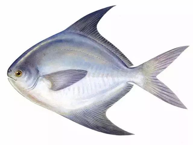 海鱼种类