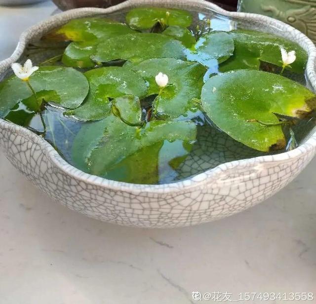 水植物