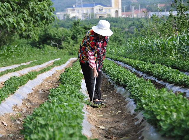 花生最好的叶面肥，坐果多荚果饱满，亩产量达1300斤，一季无病害4