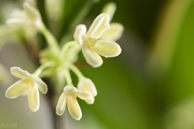 北方桂花树种植技术