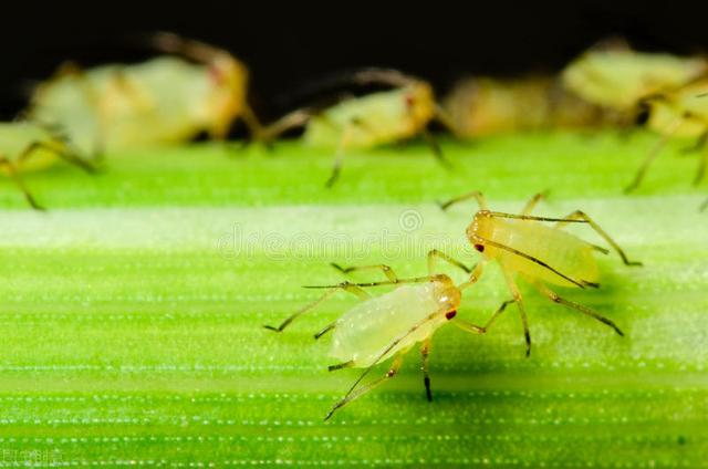 这个杀虫剂双向内吸，防治蚜虫、蓟马、介壳虫等，持效期可达55天2