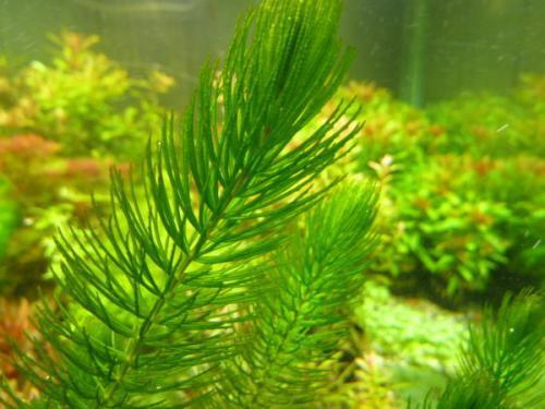 金鱼藻