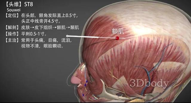 头维穴—清热祛风止头痛