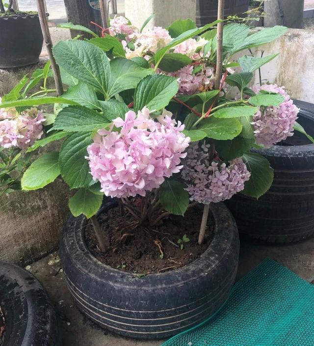洗土豆机更换金刚砂