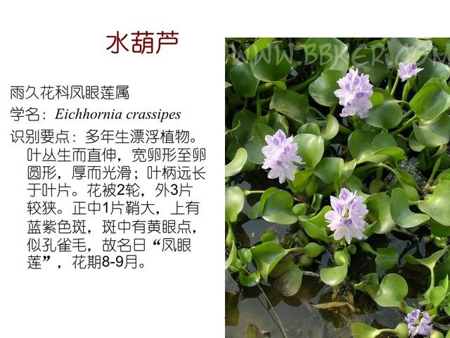 水生植物