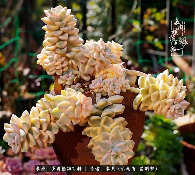 安康石英砂洗砂机厂家电话