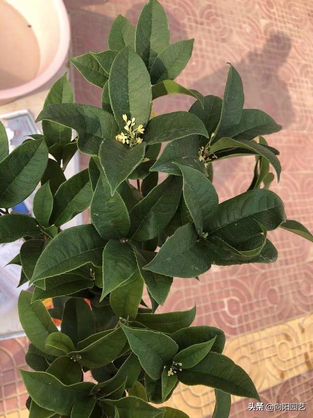 桂花树几月开花 桂花树几月开花（桂花树生长速度） 生活