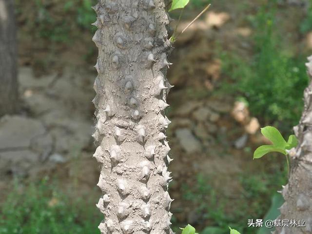 刺头是什么意思刺科植物图片