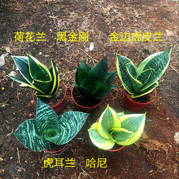 家里最旺财的十种花 家里最旺财的十种花（兰花） 生活