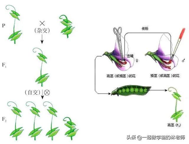 如何生出AB血型孩子？子女血型父母能选择吗？怎么预测孩子血型