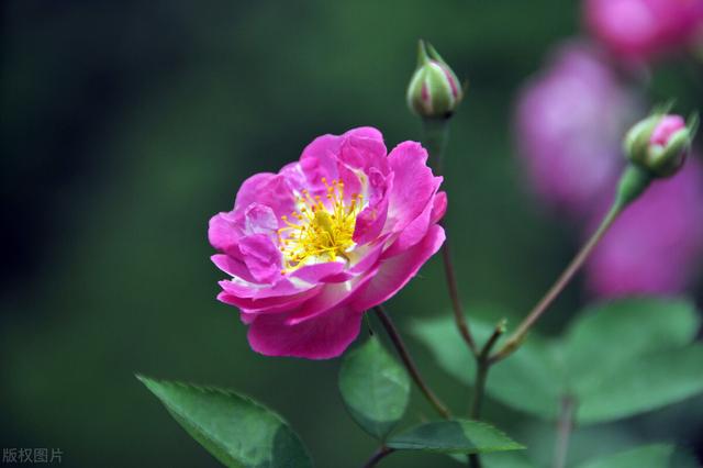 鸢尾花花语