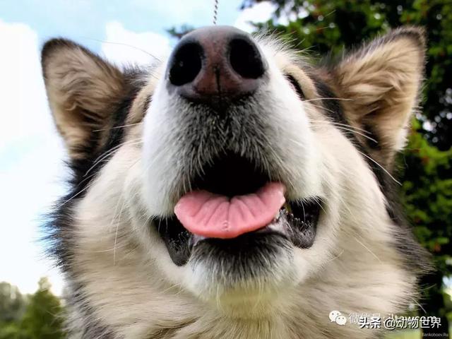 阿拉斯加雪橇犬