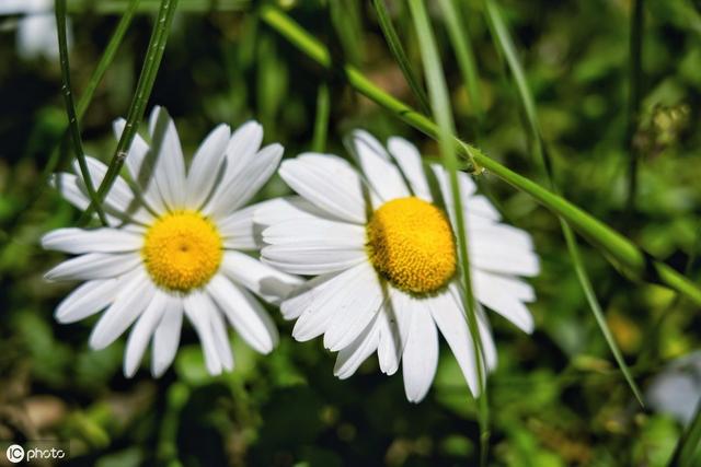 邹菊