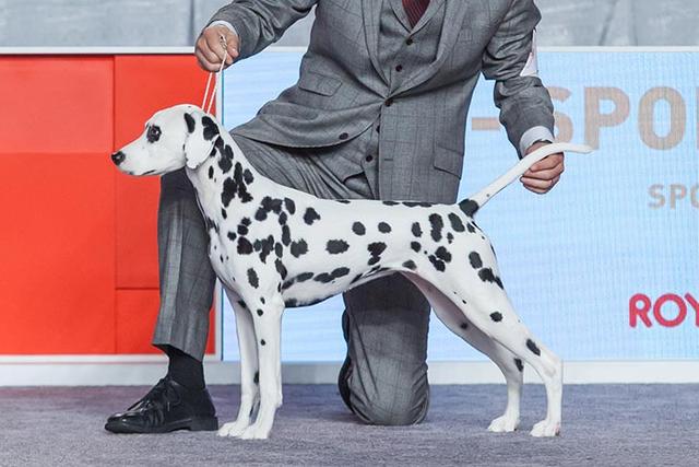 dalmatian（dalmatian是什么意思）