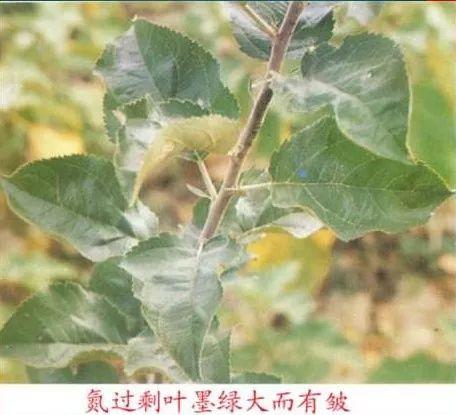 苹果树常见8种缺素症的表现及防治（图文版）6