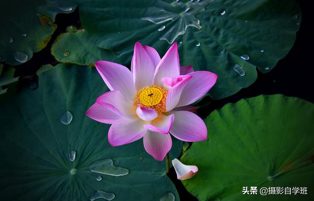 有关荷花的图片 有关荷花的图片（有关荷花的图片简笔画） 生活