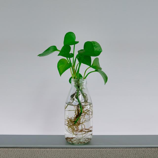 水生花卉 水生花卉（水生花卉有哪些类型） 生活
