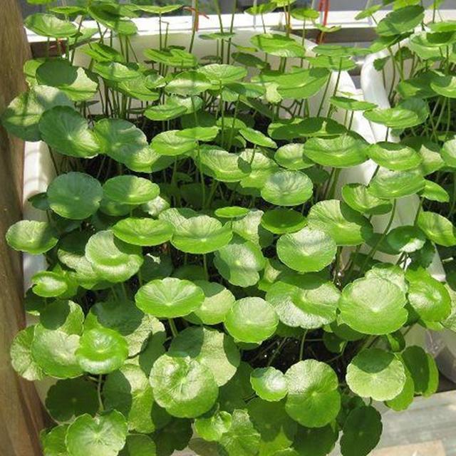 家里最旺财的十种花 家里最旺财的十种花（兰花） 生活