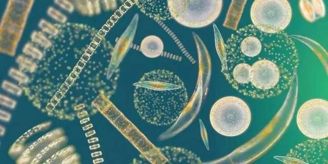 脸上长痘毛囊角化