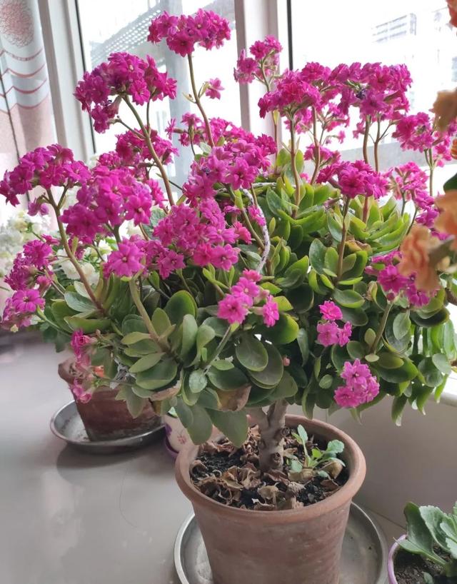 虎皮兰的根系很短,如果用的盆太高太大,浇的水和营养都沉淀到花盆底部