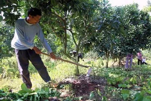 果树用药不当遇上药害？记住这几条急救方法