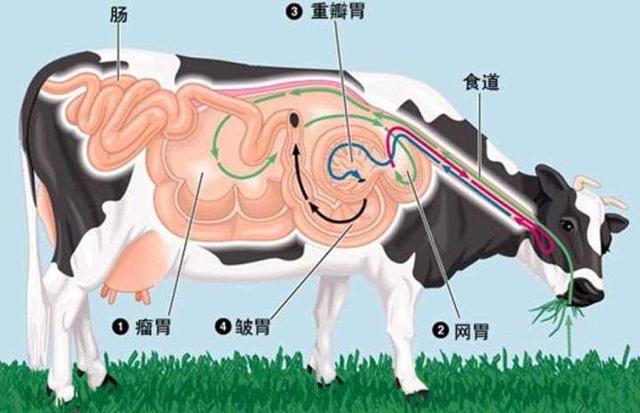 牛有几个胃