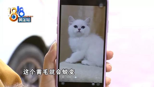 银点猫多少钱一只