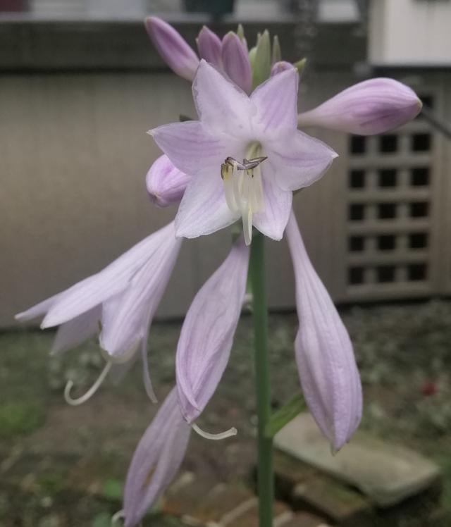 玉簪花