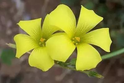50种浪漫鲜花花语大全 50种浪漫鲜花花语大全（50种浪漫鲜花花语大全图片） 生活