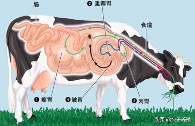 牛有多少个胃