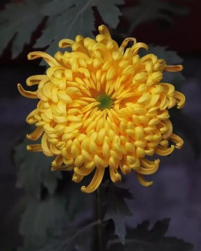 花中四君子是指什么