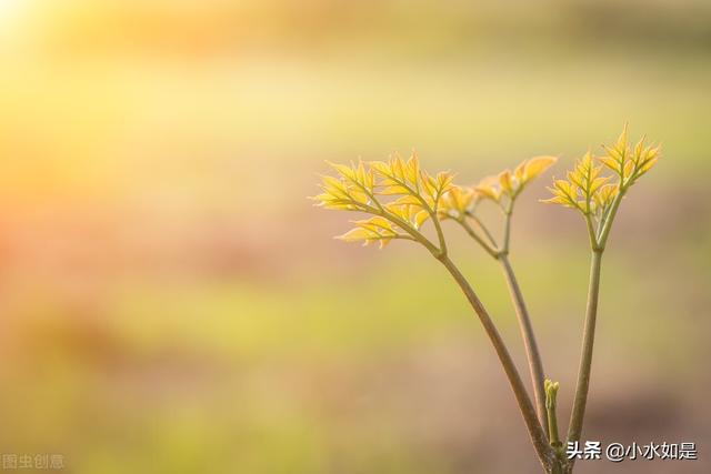 有心栽花花不开打一成语