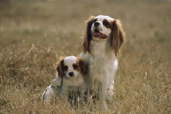 世界名犬图片 世界名犬图片（世界名犬品种大全图片） 动物