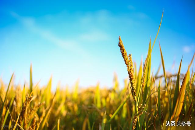 秋燥太可怕，药师来帮忙