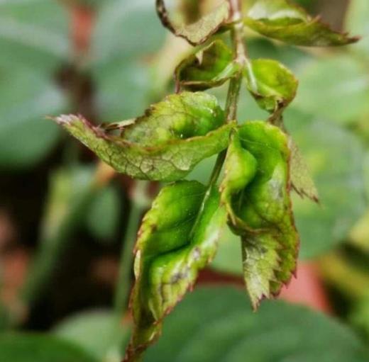 在给月季花喷药防治病虫害的时候，出现喷药烧叶了怎么办？2